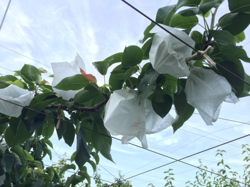 梨の摘蕾や開花･摘果までの流れ【まとめ】 72
