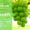 シャインマスカット