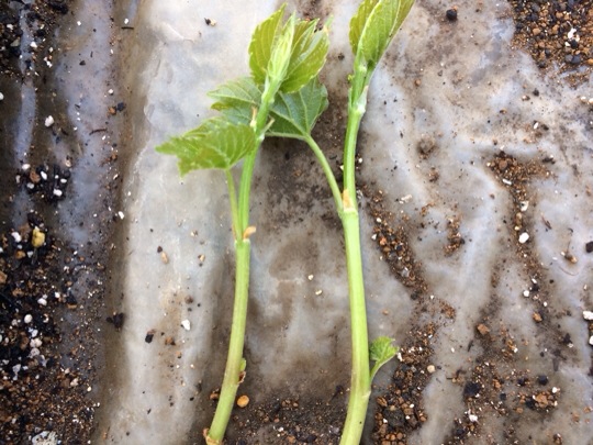 【ブドウの挿し木から1ヶ月後】発根の様子と発根後の温度･湿度管理 205