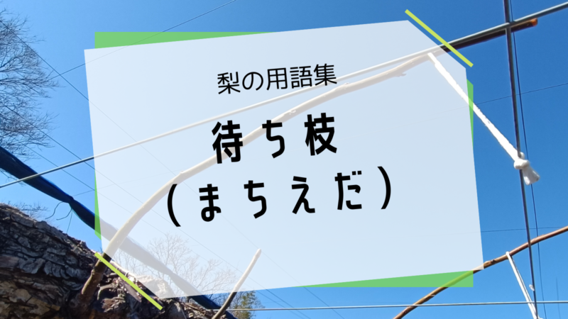 梨の待ち枝（まちえだ） 2