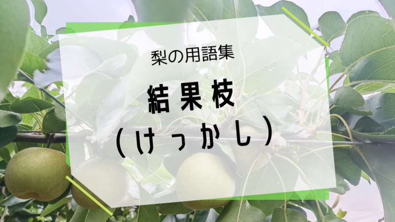 梨の結果枝（けっかし） 8