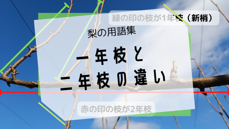 梨の一年枝と二年枝の違い 7