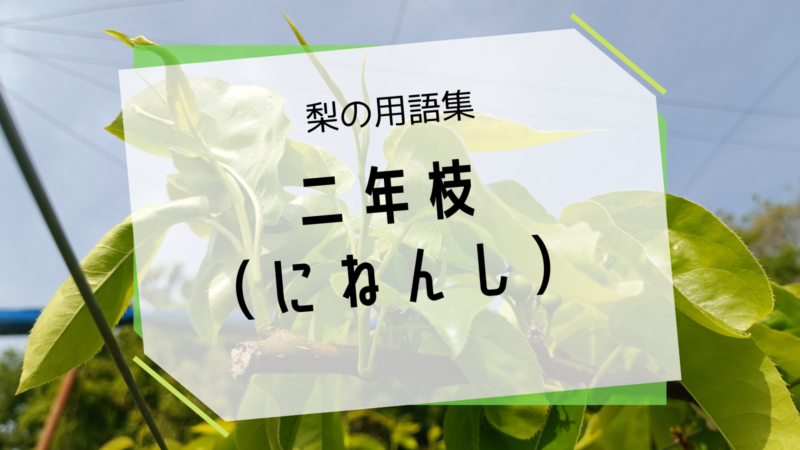 梨の二年枝（にねんし） 6