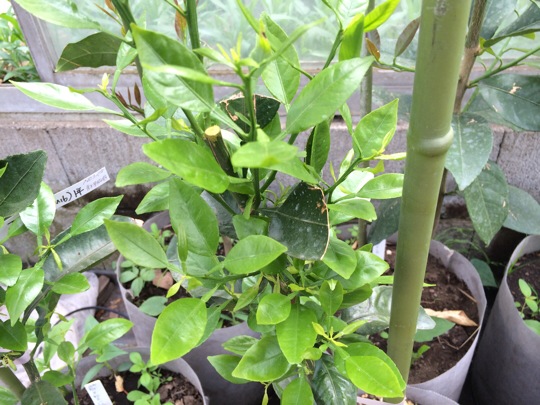 デコポンの芽枯れ対策 22