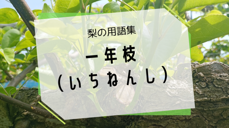 梨の一年枝（いちねんし） 5