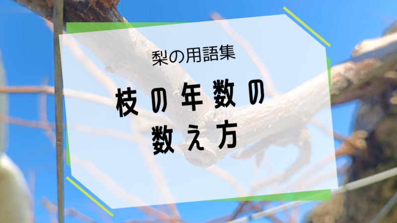 梨の枝の年数の数え方 4