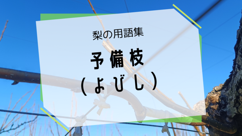 予備枝