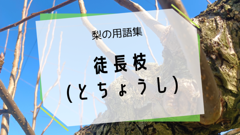 徒長枝（とちょうし）