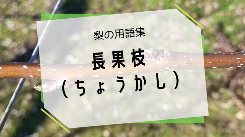 梨の長果枝（ちょうかし） 2
