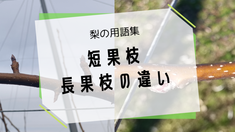 梨の長果枝と短果枝の違い 7
