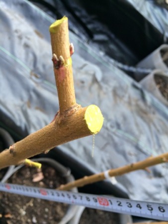 苗の切り戻し。桃のジョイント栽培 35