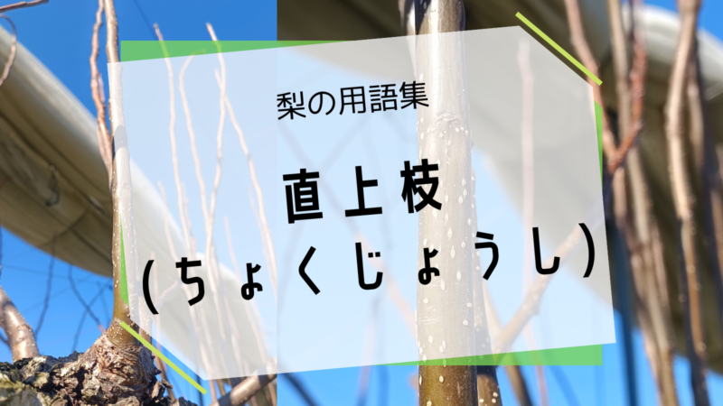 直上枝
