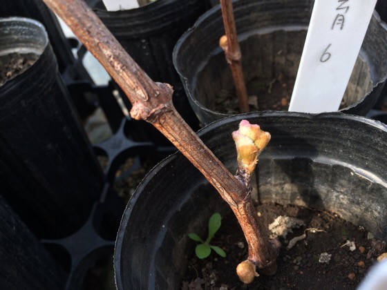 【ブドウの挿し木から1ヶ月後】発根の様子と発根後の温度･湿度管理 208