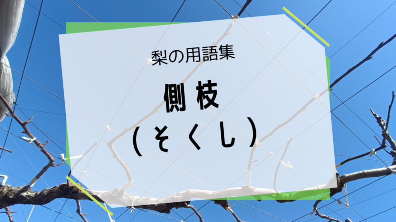 梨の側枝（そくし） 6