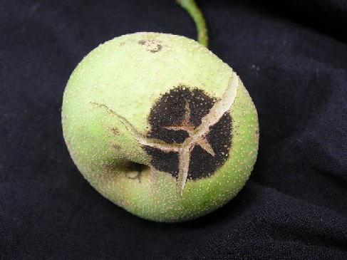 梨の黒星病の対策｜鱗片脱落期からの防除･農薬を解説 66