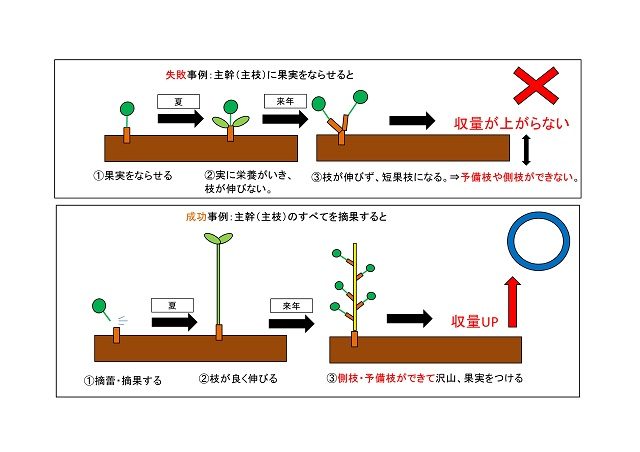 【図解　梨の摘果･摘蕾】 主枝上になる果実は全て落とす理由 9