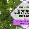 ブドウの摘心で粒を肥大させる方法と時期を解説【5月下旬～7月中旬の時期に行う】 115