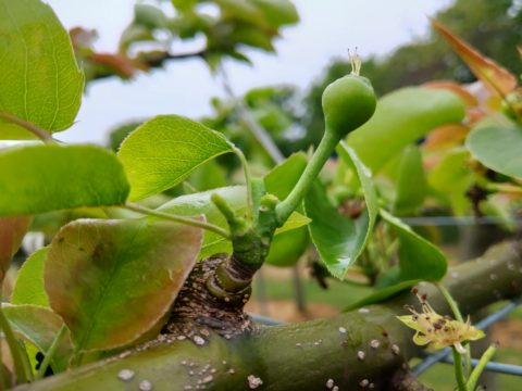梨の予備摘果の方法･時期を画像で解説『落とす果実と残す果実の見分け方』 369