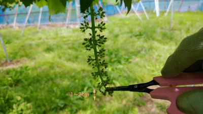ブドウの房作りの方法を画像･動画で解説【種無しブドウ･種ありブドウの花穂整形】 331