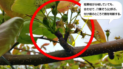 梨の予備摘果の方法･時期を画像で解説『落とす果実と残す果実の見分け方』 330