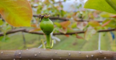 梨の予備摘果の方法･時期を画像で解説『落とす果実と残す果実の見分け方』 360