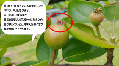 梨の予備摘果の方法･時期を画像で解説『落とす果実と残す果実の見分け方』 372