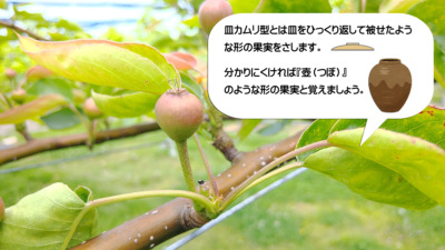 梨の本摘果の時期･方法を画像で解説『果実の残し方とその理由』 164