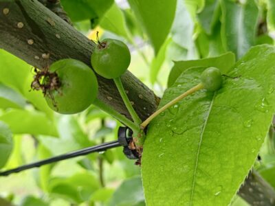 梨の予備摘果の方法･時期を画像で解説『落とす果実と残す果実の見分け方』 379