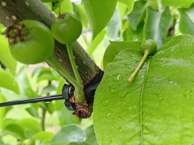 梨の予備摘果の方法･時期を画像で解説『落とす果実と残す果実の見分け方』 381