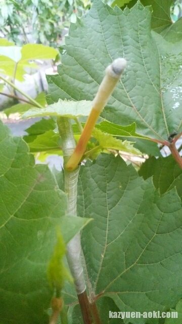 ブドウの緑枝接ぎの、その後の生育。 2
