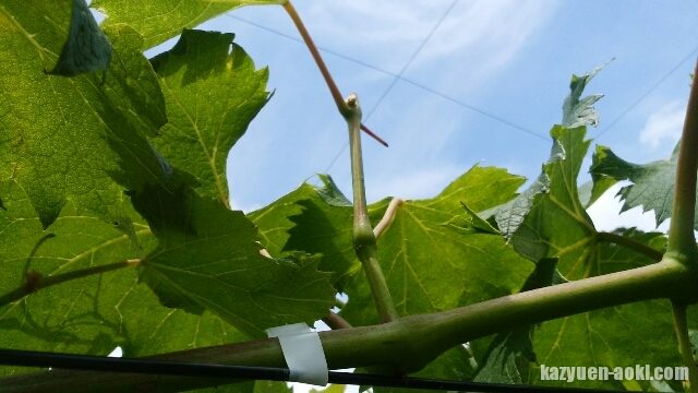 摘芯の時期（ブドウの摘芯は8月に入ったらしない方が良い理由）