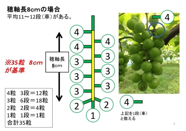 【ブドウの本摘粒】軸長は何cmが良い？軸長の長さが収穫時の房におよぼす影響とは？【画像あり】 9