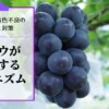 ブドウの着色不良の原因と対策を解説【ブドウが着色するメカニズム】 19