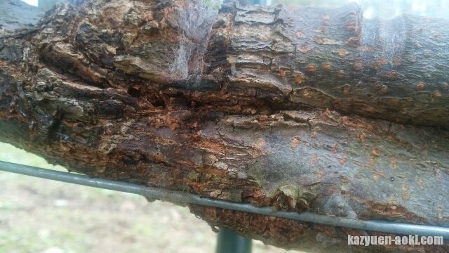 柿のジョイントの接木部の虫食い対策 1