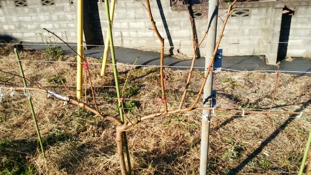 【桃のジョイントの剪定方法】太枝が出た時の対処法 1