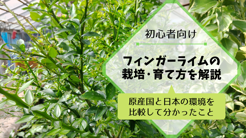 フィンガーライムの栽培·育て方を解説【原産国と日本の環境を比較して分かったこと】
