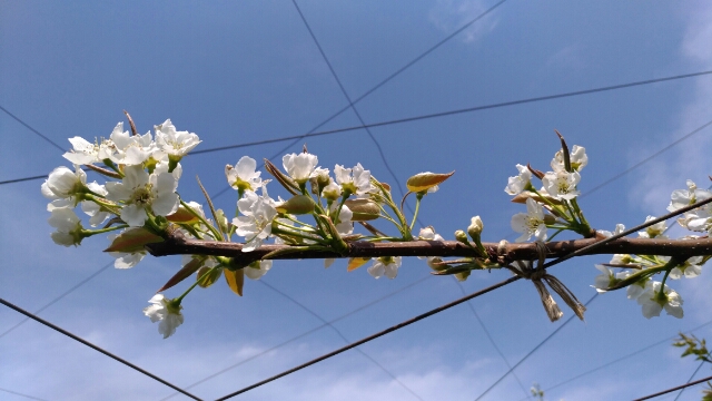 【梨の摘蕾する場所】JV栽培と二本主枝の違い 50