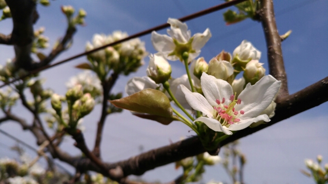 【梨の摘蕾する場所】JV栽培と二本主枝の違い 49