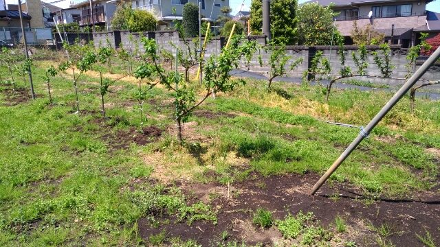 V字ジョイントの苗を定植する時のポイントと注意点を解説 4