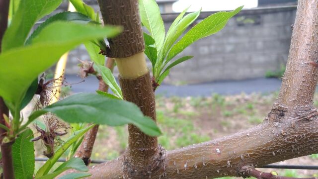 【桃の環状剥皮処理】環状剥皮処理で新梢を出させる方法 5