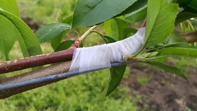 【ジョイント栽培】桃の接ぎ木の仕方を解説 2
