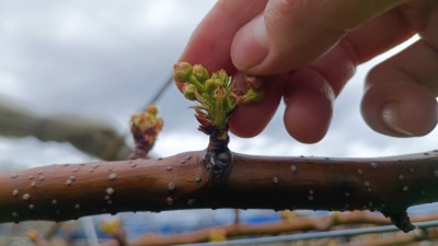 梨の摘蕾(てきらい)の方法と時期を画像で解説 | 摘蕾する枝と場所は？ 170
