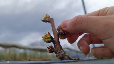 梨の摘蕾(てきらい)の方法と時期を画像で解説 | 摘蕾する枝と場所は？ 179