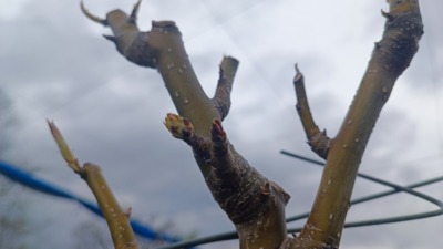 梨の摘蕾(てきらい)の方法と時期を画像で解説 | 摘蕾する枝と場所は？ 186
