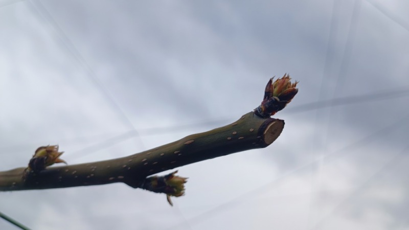 梨の摘蕾(てきらい)の方法と時期を画像で解説 | 摘蕾する枝と場所は？ 173