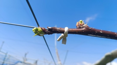 梨の摘蕾(てきらい)の方法と時期を画像で解説 | 摘蕾する枝と場所は？ 177