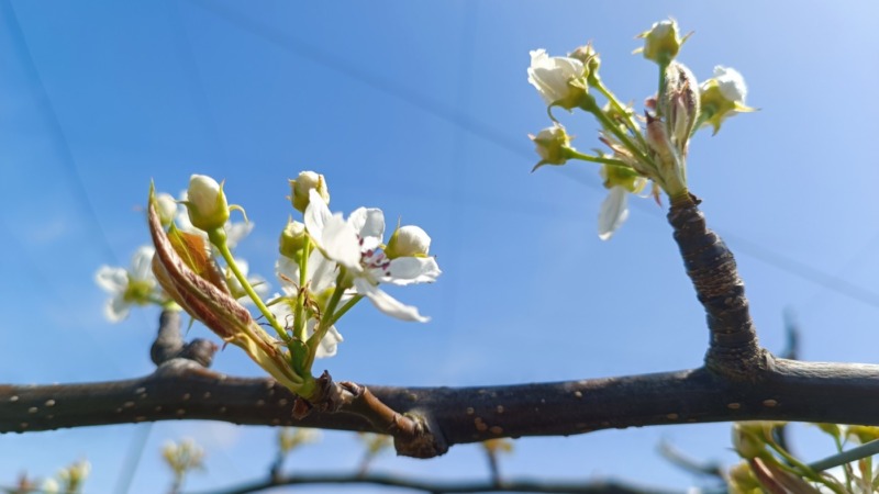 梨の摘蕾(てきらい)の方法と時期を画像で解説 | 摘蕾する枝と場所は？ 172