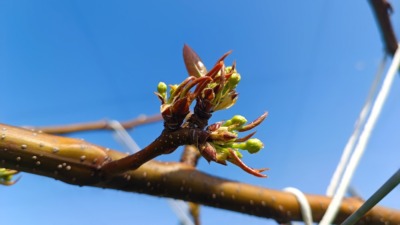 梨の摘蕾(てきらい)の方法と時期を画像で解説 | 摘蕾する枝と場所は？ 174