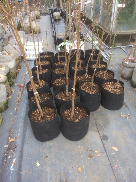 【苗木】購入した果樹苗をルートポットに植替えする方法とポイント 4