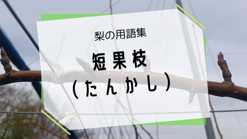梨の短果枝（たんかし） 3
